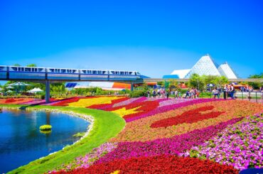 parks, orlando, florida, flower background, fun, beautiful flowers, garden, flowers, earth, travel, traveling, nature, colorful, orlando, orlando, flower wallpaper, orlando, orlando, orlando, florida