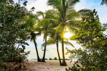 Embrace the serenity of a tropical sunset with palm trees along the Key West shore.