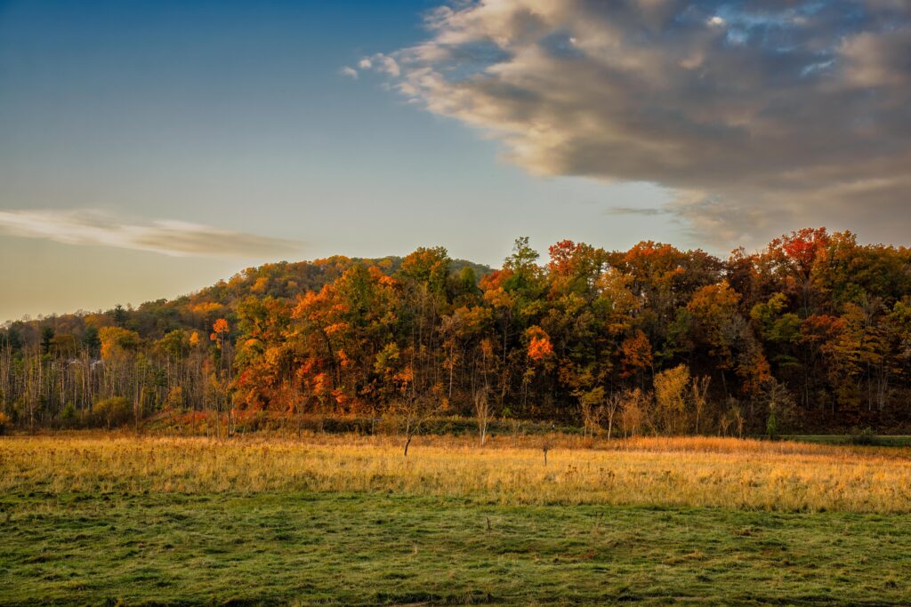 Vibrant autumn forest scene in Ella, Wisconsin with clear skies and colorful foliage.