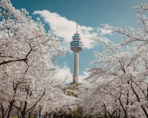 Travel to South Korea from UAE